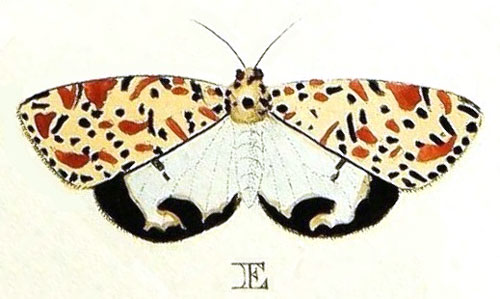 /filer/webapps/moths/media/images/L/lotrix_Utetheisa_Cramer2_109_E.jpg