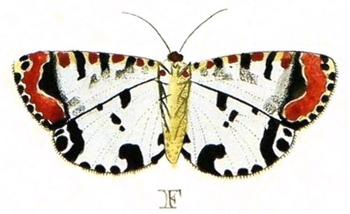 /filer/webapps/moths/media/images/L/lotrix_Utetheisa_Cramer2_109_F.jpg