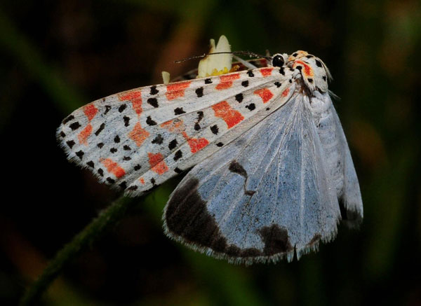 /filer/webapps/moths/media/images/L/lotrix_Utethesia_A_King_01.jpg