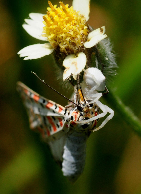 /filer/webapps/moths/media/images/L/lotrix_Utethesia_A_King_02.jpg