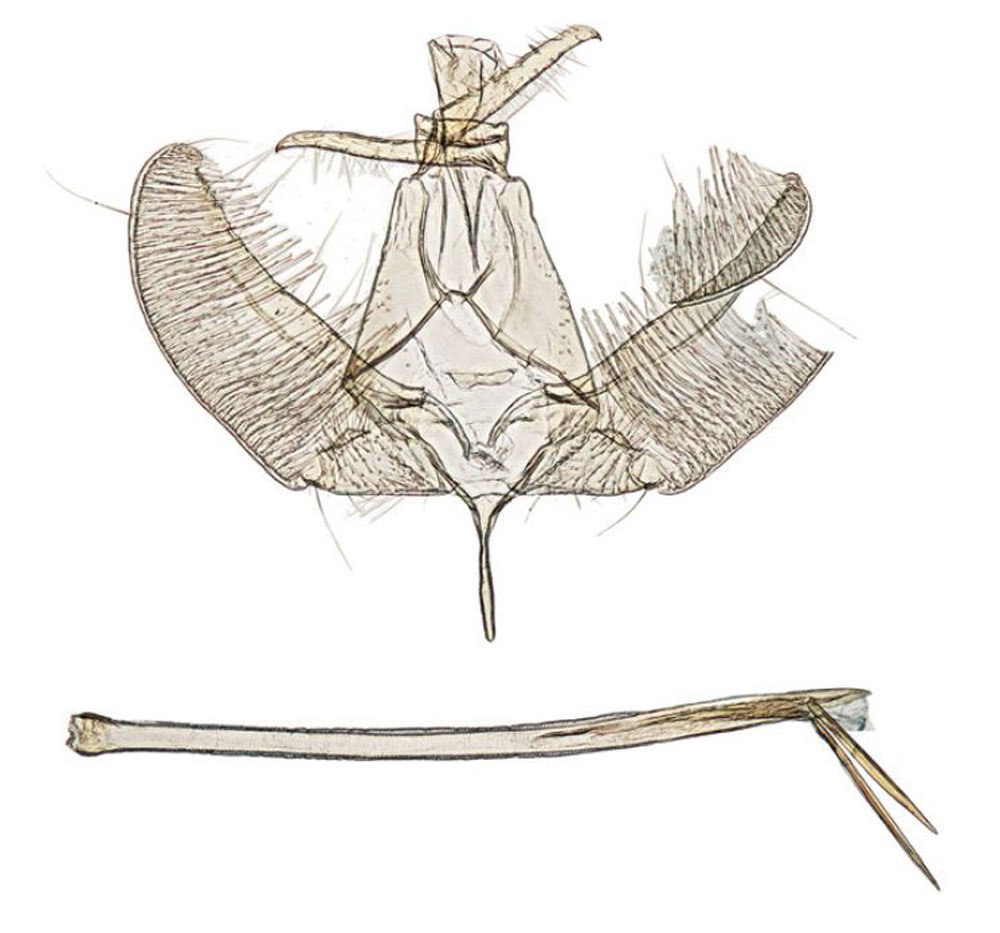 /filer/webapps/moths/media/images/L/louisae_Xyrosaris_GMHT_Agassiz_1589.jpg