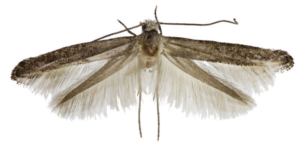 /filer/webapps/moths/media/images/L/louisae_Xyrosaris_HT_Agassiz.jpg