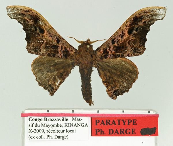 /filer/webapps/moths/media/images/L/loutemboensis_Micragone_PT_Basquin.jpg