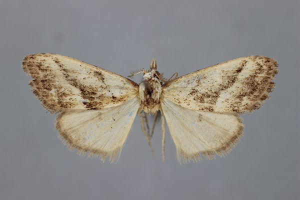 /filer/webapps/moths/media/images/L/loxoleuca_Meganola_HT_BMNH.jpg