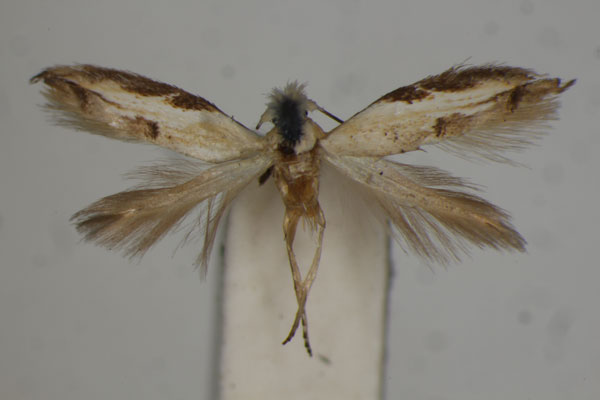 /filer/webapps/moths/media/images/L/loxoptila_Bucculatrix_HT_BMNH.jpg