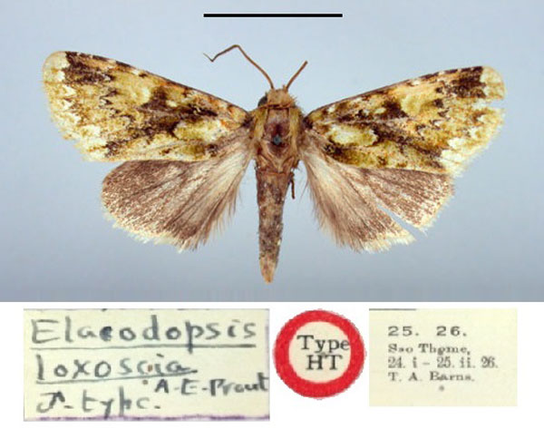 /filer/webapps/moths/media/images/L/loxoscia_Elaeodopsis_HT_BMNH.jpg