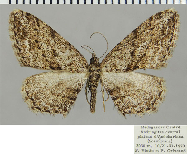 /filer/webapps/moths/media/images/L/loxosira_Ectropis_AF_ZSM.jpg
