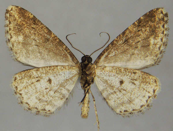 /filer/webapps/moths/media/images/L/loxosira_Ectropis_AM_ZSMb.jpg