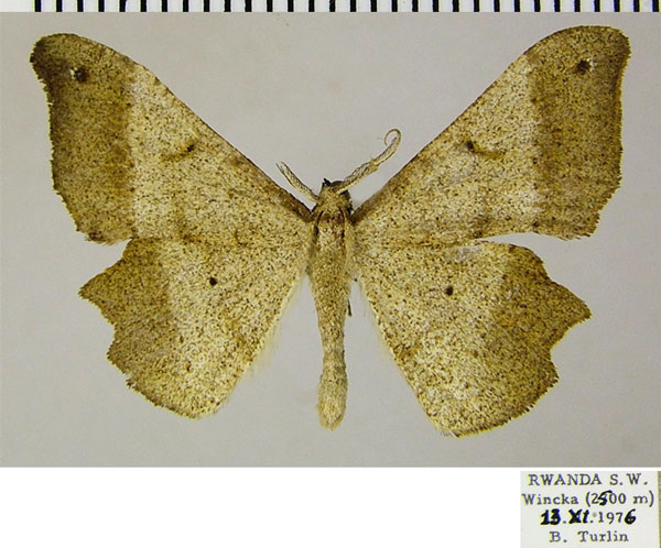 /filer/webapps/moths/media/images/L/loxostigma_Psilocladia_AM_ZSM.jpg