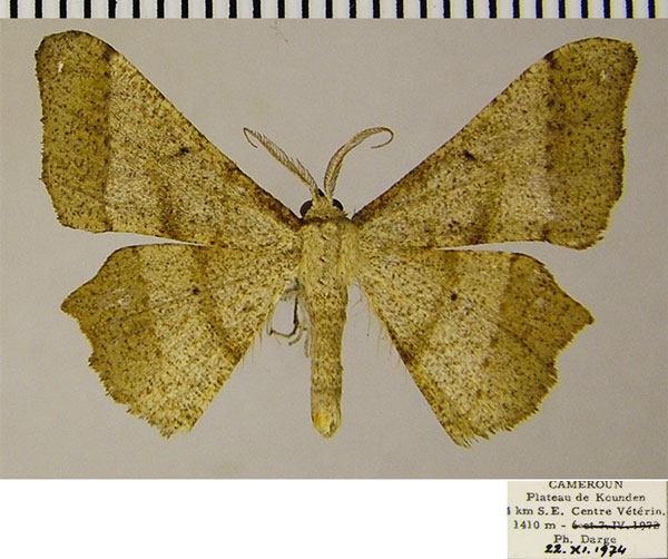 /filer/webapps/moths/media/images/L/loxostigma_Psilocladia_AM_ZSMa.jpg