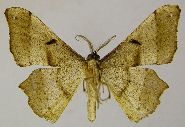/filer/webapps/moths/media/images/L/loxostigma_Psilocladia_AM_ZSMb.jpg