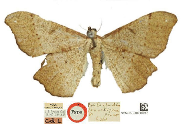 /filer/webapps/moths/media/images/L/loxostigma_Psilocladia_HT_NHMUK.jpg
