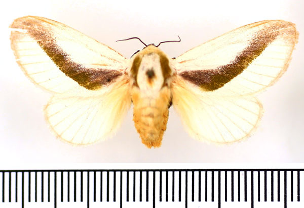 /filer/webapps/moths/media/images/L/loxotoma_Latoia_AF_BMNH.jpg