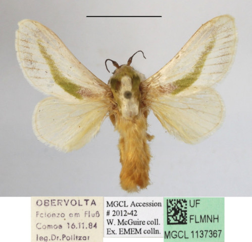 /filer/webapps/moths/media/images/L/loxotoma_Latoia_A_MGCLa_01.JPG