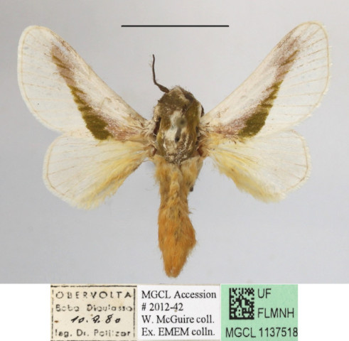 /filer/webapps/moths/media/images/L/loxotoma_Latoia_A_MGCLa_02.JPG