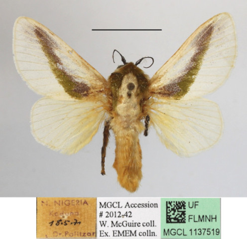 /filer/webapps/moths/media/images/L/loxotoma_Latoia_A_MGCLa_03.JPG