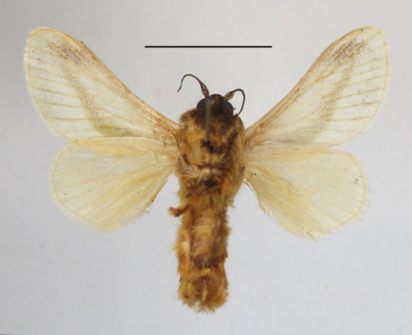 /filer/webapps/moths/media/images/L/loxotoma_Latoia_A_MGCLb_01.JPG
