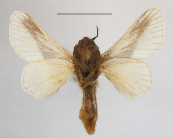 /filer/webapps/moths/media/images/L/loxotoma_Latoia_A_MGCLb_02.JPG