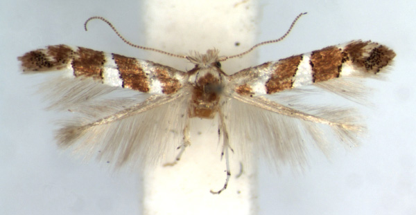 /filer/webapps/moths/media/images/L/loxozona_Phyllonorycter_AF_TMSA.jpg