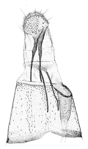 /filer/webapps/moths/media/images/L/loxozona_Phyllonorycter_GF_DePrins.jpg