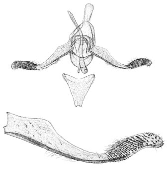 /filer/webapps/moths/media/images/L/loxozona_Phyllonorycter_GM_DePrins.jpg