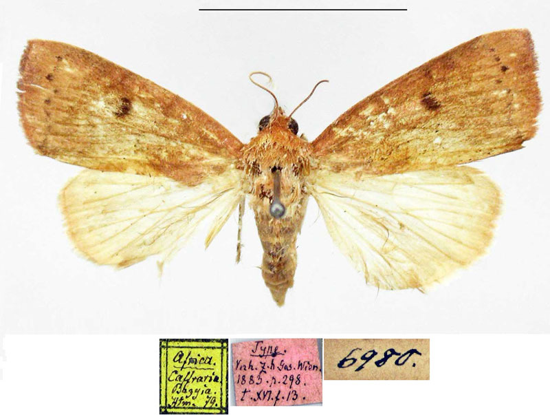 /filer/webapps/moths/media/images/L/lubina_Maurilia_STM_MfN.jpg