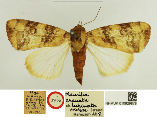 /filer/webapps/moths/media/images/L/lubinata_Maurilia_HT_NHMUK.jpg