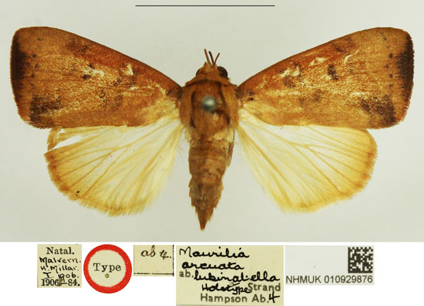 /filer/webapps/moths/media/images/L/lubinatella_Maurilia_HT_NHMUK.jpg