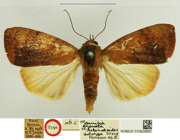 /filer/webapps/moths/media/images/L/lubinatoides_Maurilia_HT_NHMUK.jpg