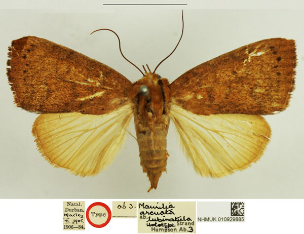 /filer/webapps/moths/media/images/L/lubinatula_Maurilia_HT_NHMUK.jpg