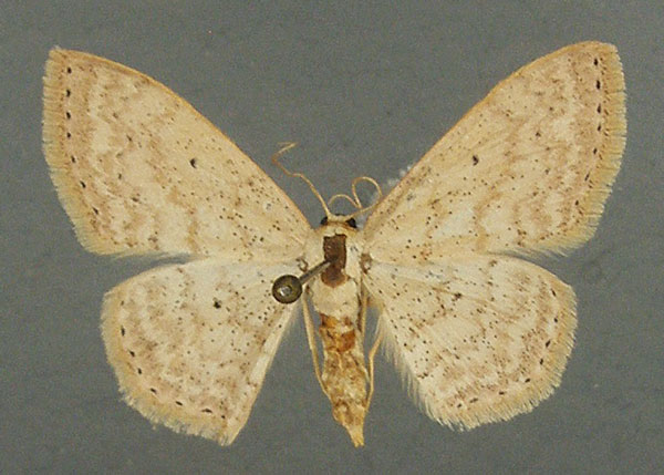 /filer/webapps/moths/media/images/L/lubricata_Scopula_AF_TMSA.jpg