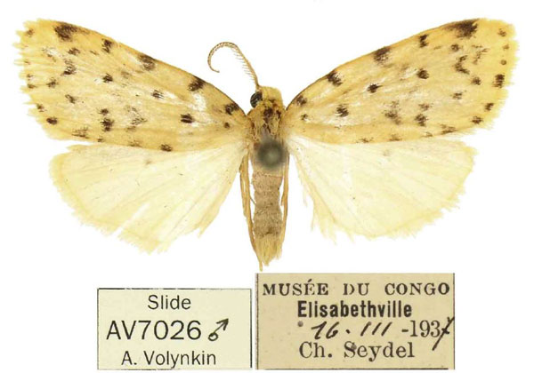 /filer/webapps/moths/media/images/L/lubumbashia_Siccia_HT_RMCA.jpg