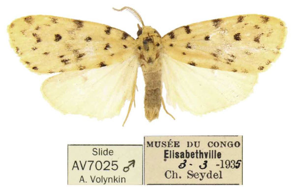 /filer/webapps/moths/media/images/L/lubumbashia_Siccia_PTM_RMCA.jpg