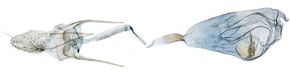 /filer/webapps/moths/media/images/L/lucae_Xyrosaris_GFPT_Agassiz_1585.jpg