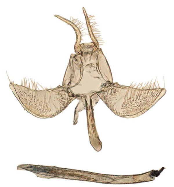 /filer/webapps/moths/media/images/L/lucae_Xyrosaris_GMPT_Agassiz_1295.jpg
