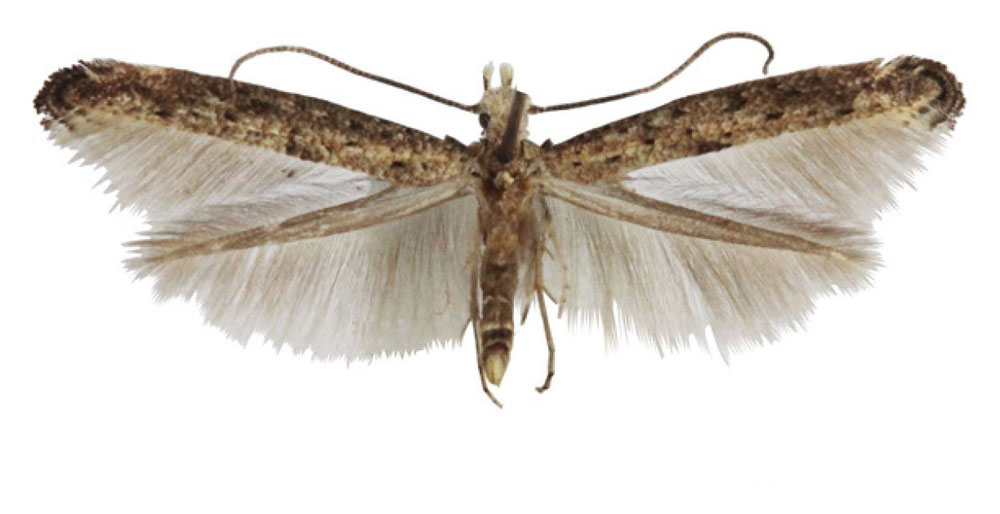 /filer/webapps/moths/media/images/L/lucae_Xyrosaris_HT_Agassiz.jpg