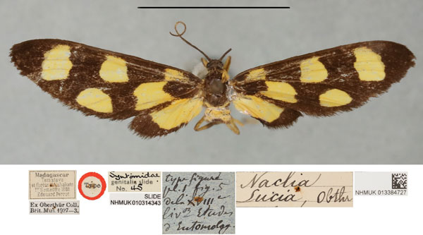 /filer/webapps/moths/media/images/L/lucia_Naclia_HT_NHMUKa.jpg