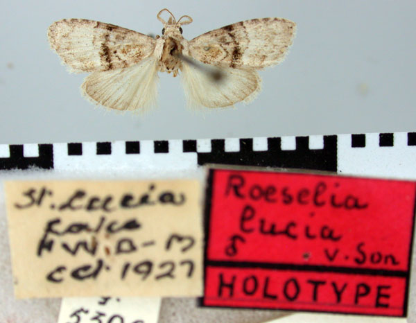 /filer/webapps/moths/media/images/L/lucia_Roeselia_HT_TMSA.jpg