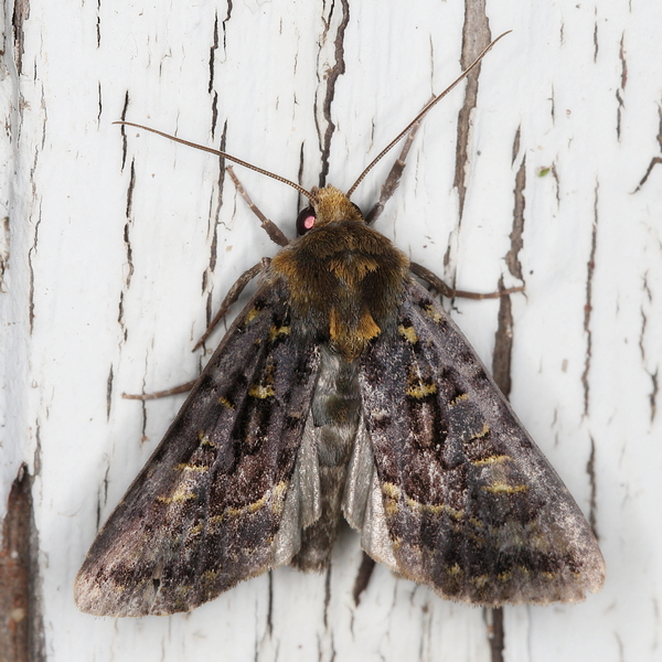 /filer/webapps/moths/media/images/L/lucia_Tracheplexia_A_Heyns_01.JPG