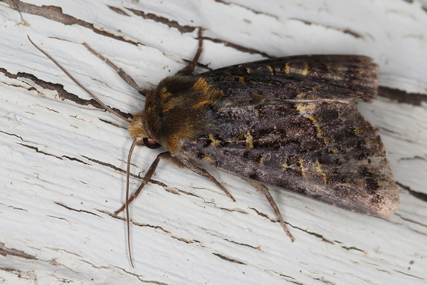 /filer/webapps/moths/media/images/L/lucia_Tracheplexia_A_Heyns_02.JPG