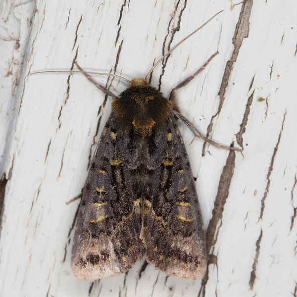 /filer/webapps/moths/media/images/L/lucia_Tracheplexia_A_Heyns_03.JPG