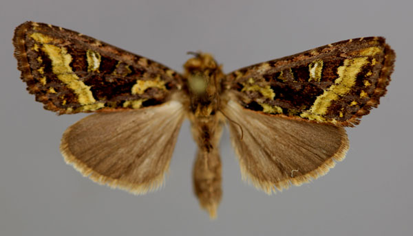 /filer/webapps/moths/media/images/L/lucia_Tracheplexia_A_RMCA_01.jpg
