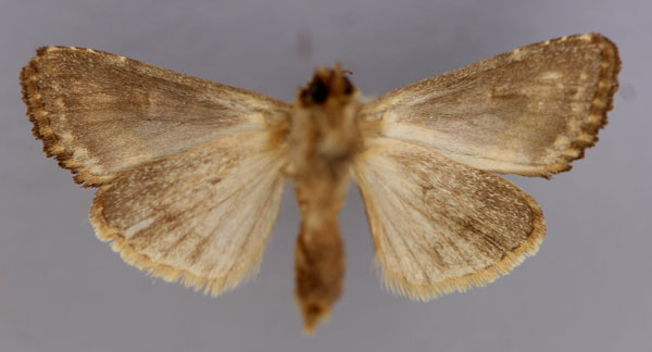 /filer/webapps/moths/media/images/L/lucia_Tracheplexia_A_RMCA_02.jpg