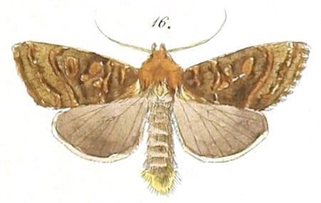 /filer/webapps/moths/media/images/L/lucia_Tracheplexia_Felder_109_16.jpg