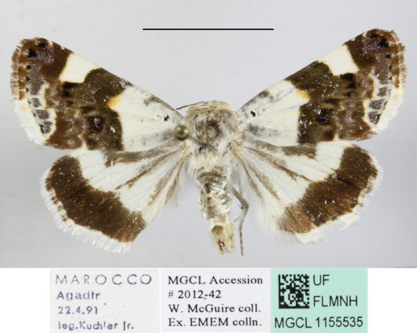 /filer/webapps/moths/media/images/L/lucida_Acontia_MGCLa_01.JPG
