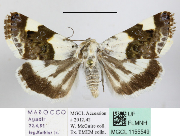 /filer/webapps/moths/media/images/L/lucida_Acontia_MGCLa_02.JPG
