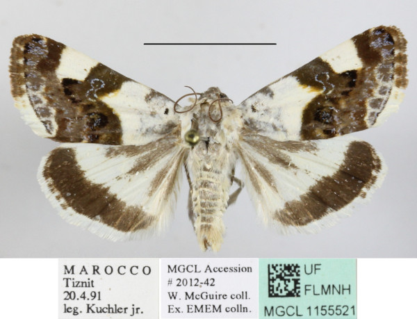/filer/webapps/moths/media/images/L/lucida_Acontia_MGCLa_03.JPG