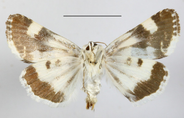 /filer/webapps/moths/media/images/L/lucida_Acontia_MGCLb_01.JPG