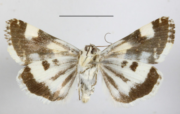 /filer/webapps/moths/media/images/L/lucida_Acontia_MGCLb_02.JPG