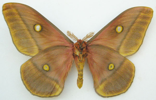 /filer/webapps/moths/media/images/L/lucida_Imbrasia_STM_NHMUKb.jpg